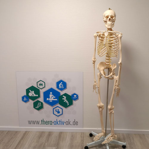 Thera Aktiv Altenkirchen - Zentrum für Pysiotherapie - Bilder von der Praxis - Skelett Herbert